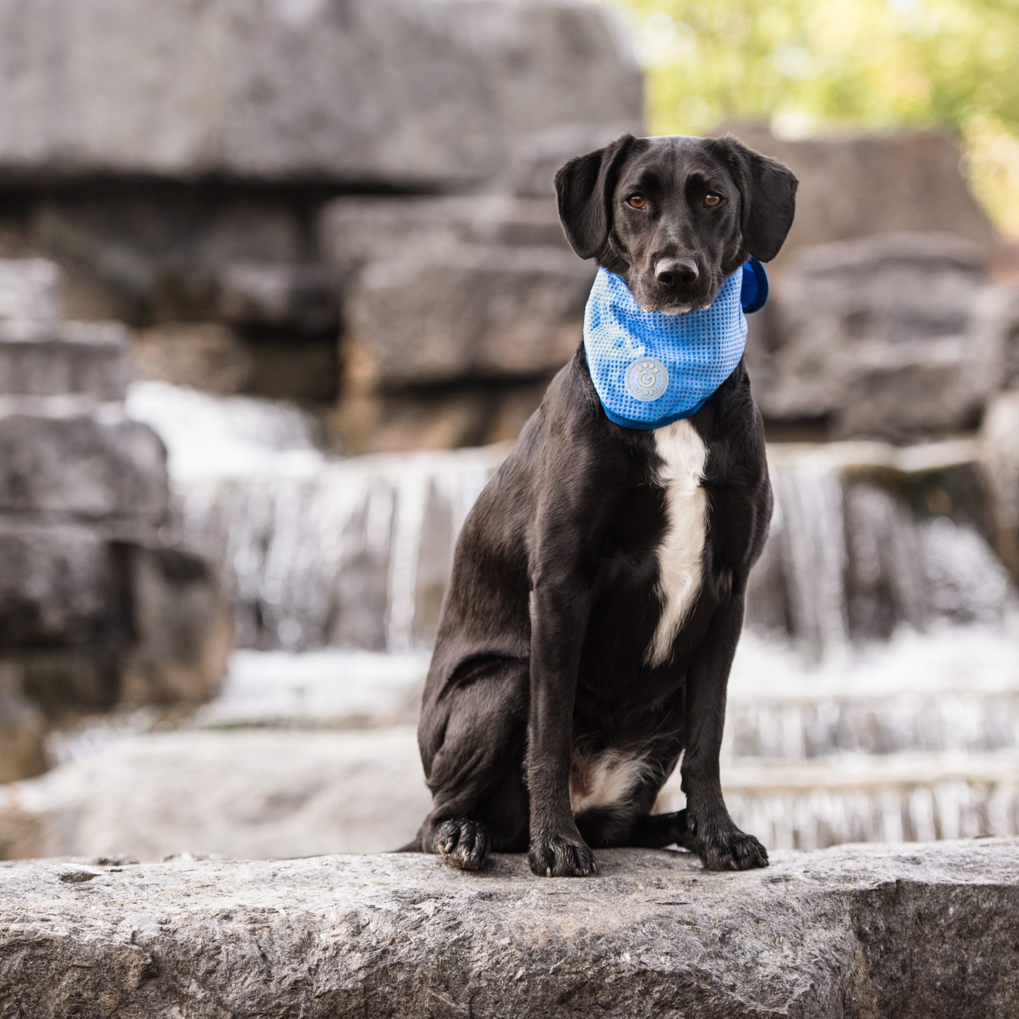 ICE BAND - Dog Cooling Bandana